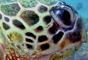 Tumor disappearance in a South Maui resident sea turtle